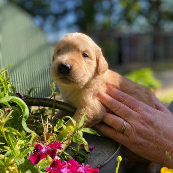 chiot Golden retriever fauve clair 5e chiot (Portée Mazia ❤ Roméo 2022) - Femelle fauve clair élevage du Fond de la Noye