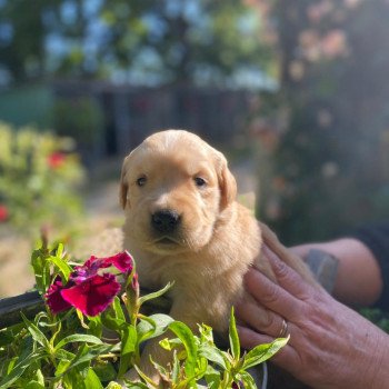 chiot Golden retriever fauve clair 5e chiot (Portée Mazia ❤ Roméo 2022) - Femelle fauve clair élevage du Fond de la Noye