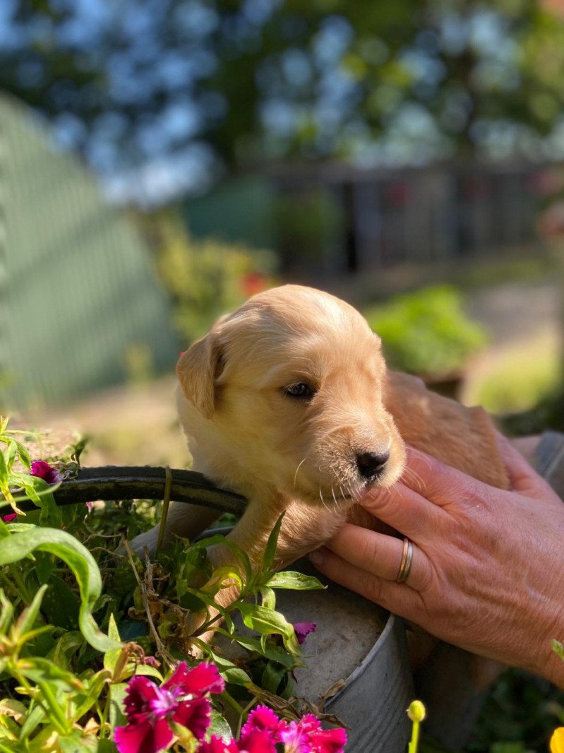 Tess du Fond de la Noye Femelle Golden retriever