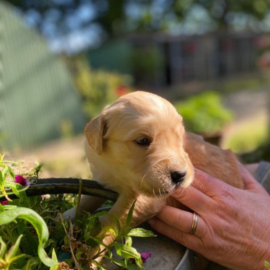 Tess du Fond de la Noye Femelle Golden retriever