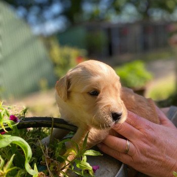 chiot Golden retriever fauve clair 5e chiot (Portée Mazia ❤ Roméo 2022) - Femelle fauve clair élevage du Fond de la Noye