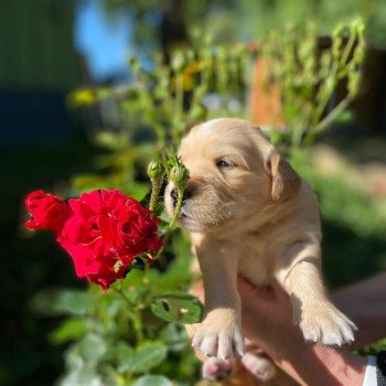 chiot Golden retriever fauve clair 6e chiot (Portée Mazia ❤ Roméo 2022) - Femelle fauve clair élevage du Fond de la Noye chiot Golden retriever fauve clair 6e chiot (Portée Mazia ❤ Roméo 2022) - Femelle fauve clair élevage du Fond de la Noye