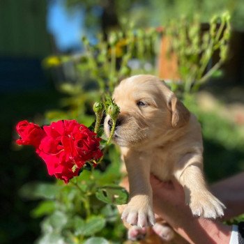 chiot Golden retriever fauve clair 6e chiot (Portée Mazia ❤ Roméo 2022) - Femelle fauve clair élevage du Fond de la Noye