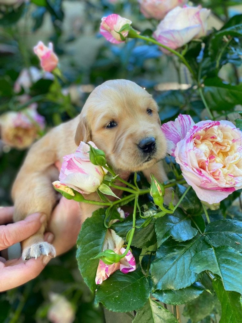 Tinala du Fond de la Noye Femelle Golden retriever