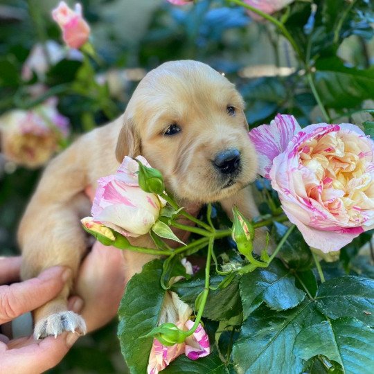 Tinala du Fond de la Noye Femelle Golden retriever