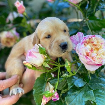 chiot Golden retriever fauve clair 6e chiot (Portée Mazia ❤ Roméo 2022) - Femelle fauve clair élevage du Fond de la Noye