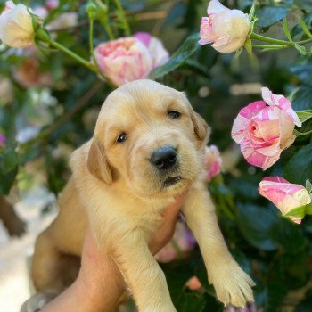 chiot Golden retriever fauve clair 6e chiot (Portée Mazia ❤ Roméo 2022) - Femelle fauve clair élevage du Fond de la Noye