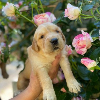 chiot Golden retriever fauve clair 6e chiot (Portée Mazia ❤ Roméo 2022) - Femelle fauve clair élevage du Fond de la Noye