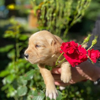 chiot Golden retriever fauve clair 6e chiot (Portée Mazia ❤ Roméo 2022) - Femelle fauve clair élevage du Fond de la Noye