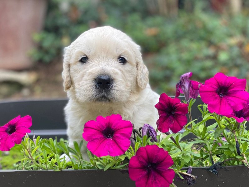 chiot (Portée Schweppes ❤ Bismark 2025) - Femelle sable du Fond de la Noye du Fond de la Noye Femelle Golden retriever chiot (Portée Schweppes ❤ Bismark 2025) - Femelle sable du Fond de la Noye du Fond de la Noye Femelle Golden retriever