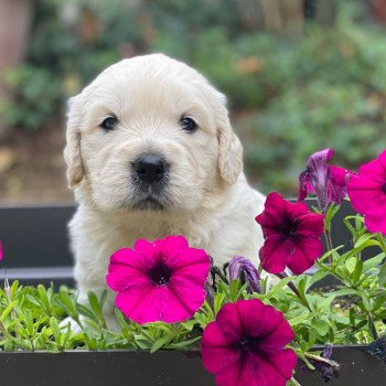 chiot Golden retriever sable A'... élevage du Fond de la Noye chiot Golden retriever sable A'... élevage du Fond de la Noye