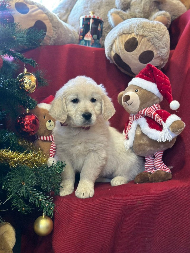 A'... du Fond de la Noye Femelle Golden retriever