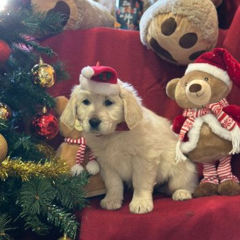 chiot Golden retriever sable A'... élevage du Fond de la Noye