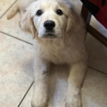 chiot Golden retriever sable A'Nova élevage du Fond de la Noye