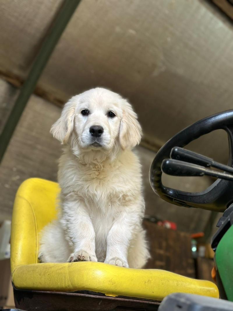 A'Nova du Fond de la Noye Femelle Golden retriever