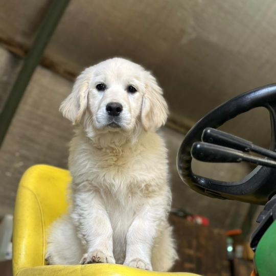 A'Nova du Fond de la Noye Femelle Golden retriever