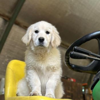 chiot Golden retriever sable A'Nova élevage du Fond de la Noye