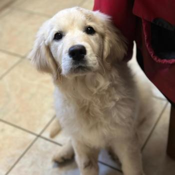 chiot Golden retriever sable A'Nova élevage du Fond de la Noye