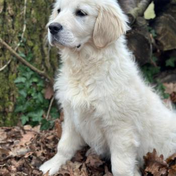 chiot Golden retriever sable A'Nova élevage du Fond de la Noye