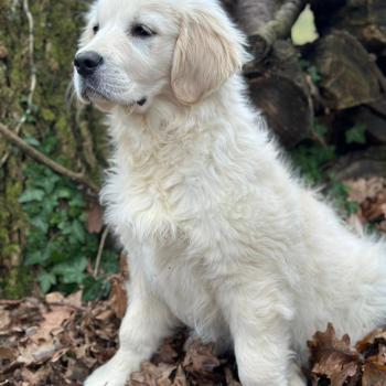 chiot Golden retriever sable A'Nova élevage du Fond de la Noye