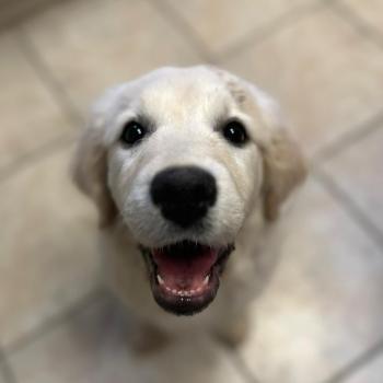 chiot Golden retriever sable A'Nova élevage du Fond de la Noye