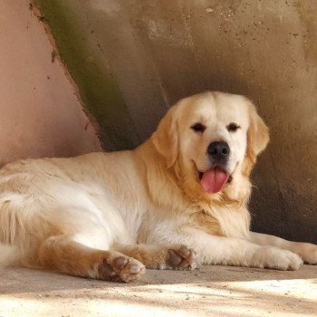 chien Golden retriever Bismark élevage du Fond de la Noye