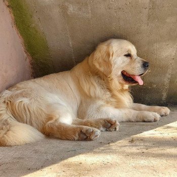 chien Golden retriever Bismark élevage du Fond de la Noye chien Golden retriever Bismark élevage du Fond de la Noye