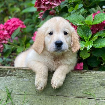 chiot Golden retriever fauve clair chiot (Portée Mazia ❤ Roméo 2023) - Mâle fauve clair élevage du Fond de la Noye