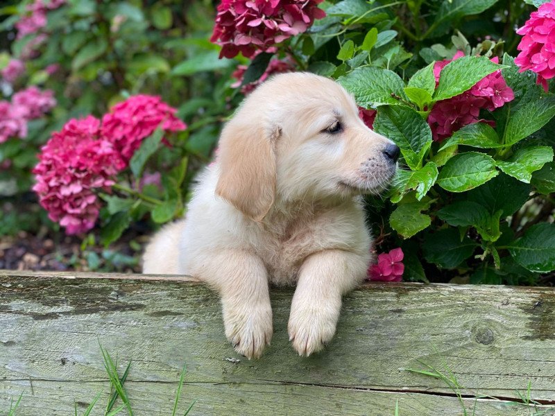 Ublo du Fond de la Noye Mâle Golden retriever