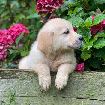 chiot Golden retriever fauve clair chiot (Portée Mazia ❤ Roméo 2023) - Mâle fauve clair élevage du Fond de la Noye