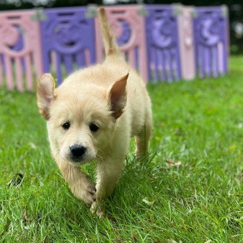 chiot Golden retriever fauve clair chiot (Portée Mazia ❤ Roméo 2023) - Mâle fauve clair élevage du Fond de la Noye