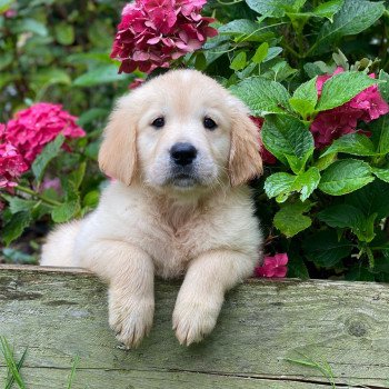 chiot Golden retriever fauve clair chiot (Portée Mazia ❤ Roméo 2023) - Mâle fauve clair élevage du Fond de la Noye