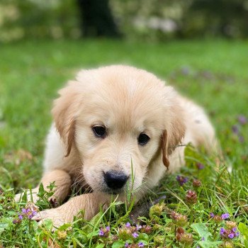 chiot Golden retriever fauve clair chiot (Portée Mazia ❤ Roméo 2023) - Mâle fauve clair élevage du Fond de la Noye