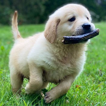 chiot Golden retriever fauve clair chiot (Portée Mazia ❤ Roméo 2023) - Mâle fauve clair élevage du Fond de la Noye