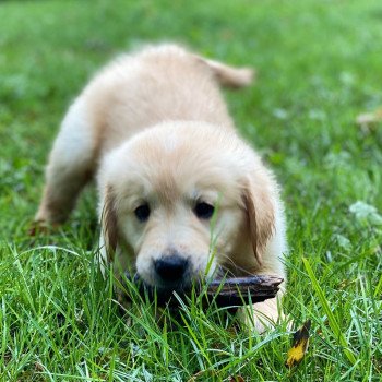 chiot Golden retriever fauve clair chiot (Portée Mazia ❤ Roméo 2023) - Mâle fauve clair élevage du Fond de la Noye