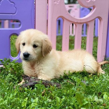 chiot Golden retriever fauve clair chiot (Portée Mazia ❤ Roméo 2023) - Mâle fauve clair élevage du Fond de la Noye