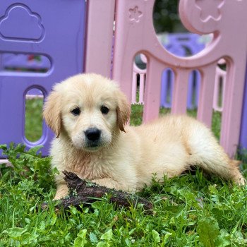 chiot Golden retriever fauve clair chiot (Portée Mazia ❤ Roméo 2023) - Mâle fauve clair élevage du Fond de la Noye