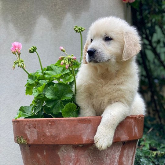 Ultimo du Fond de la Noye Mâle Golden retriever