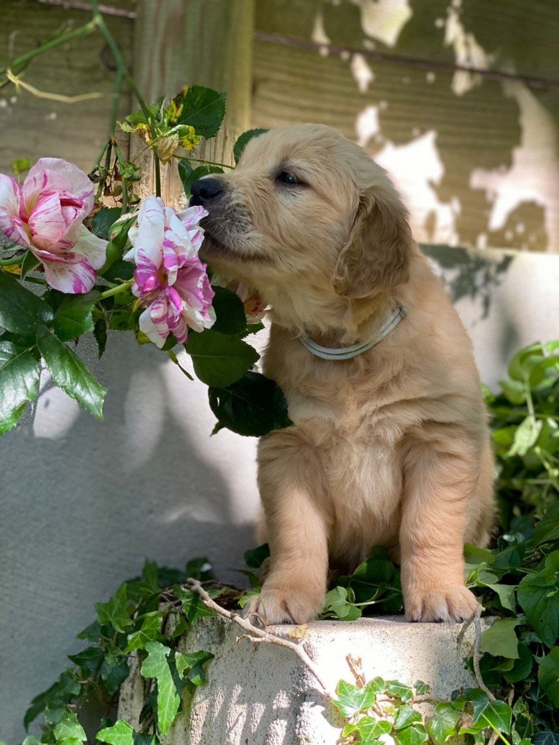 U'Luna du Fond de la Noye Femelle Golden retriever