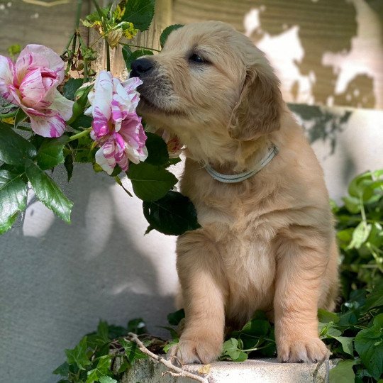 U'Luna du Fond de la Noye Femelle Golden retriever