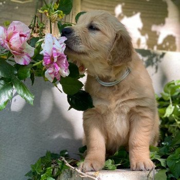 chiot Golden retriever fauve clair chiot (Portée Nana ❤ Roméo 2023) - Femelle fauve clair élevage du Fond de la Noye