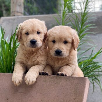 chiot Golden retriever fauve clair chiot (Portée Nana ❤ Roméo 2023) - Mâle fauve clair élevage du Fond de la Noye