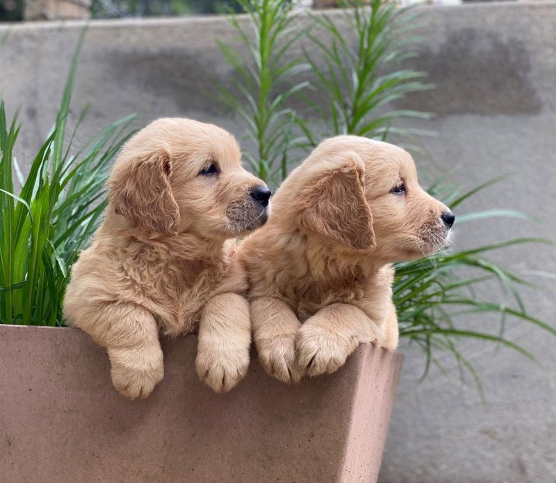 Pitch du Fond de la Noye Mâle Golden retriever