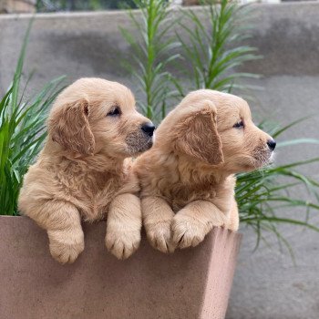 chiot Golden retriever fauve clair chiot (Portée Nana ❤ Roméo 2023) - Mâle fauve clair élevage du Fond de la Noye chiot Golden retriever fauve clair chiot (Portée Nana ❤ Roméo 2023) - Mâle fauve clair élevage du Fond de la Noye