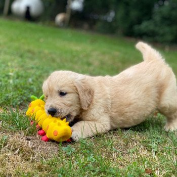 chiot Golden retriever fauve clair chiot (Portée Nana ❤ Roméo 2023) - Mâle fauve clair élevage du Fond de la Noye