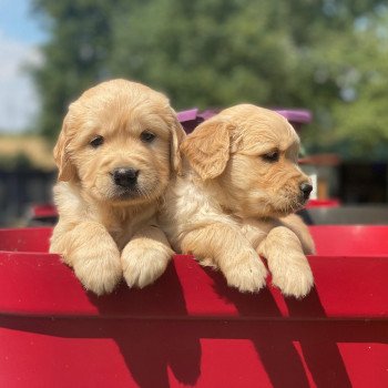 chiot Golden retriever fauve clair chiot (Portée Nana ❤ Roméo 2023) - Mâle fauve clair élevage du Fond de la Noye chiot Golden retriever fauve clair chiot (Portée Nana ❤ Roméo 2023) - Mâle fauve clair élevage du Fond de la Noye