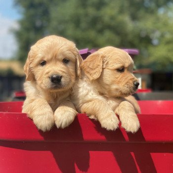 chiot Golden retriever fauve clair chiot (Portée Nana ❤ Roméo 2023) - Mâle fauve clair élevage du Fond de la Noye