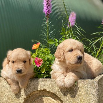 chiot Golden retriever fauve clair chiot (Portée Nana ❤ Roméo 2023) - Mâle fauve clair élevage du Fond de la Noye chiot Golden retriever fauve clair chiot (Portée Nana ❤ Roméo 2023) - Mâle fauve clair élevage du Fond de la Noye