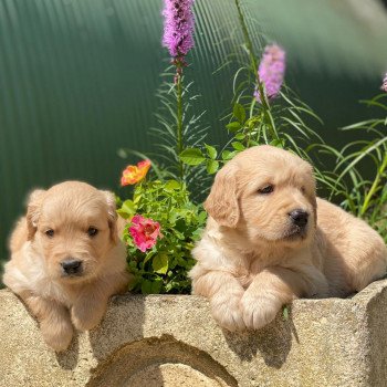 chiot Golden retriever fauve clair chiot (Portée Nana ❤ Roméo 2023) - Mâle fauve clair élevage du Fond de la Noye