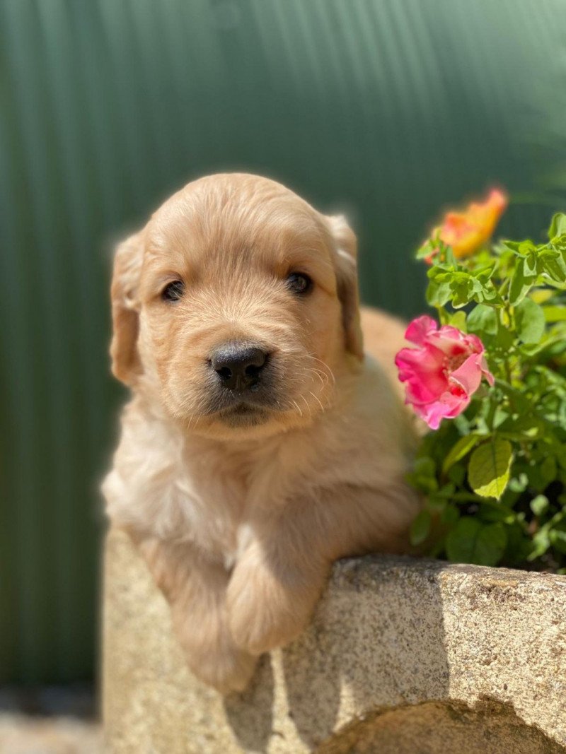 chiot (Portée Nana ❤ Roméo 2023) - Mâle fauve clair du Fond de la Noye Mâle Golden retriever chiot (Portée Nana ❤ Roméo 2023) - Mâle fauve clair du Fond de la Noye Mâle Golden retriever